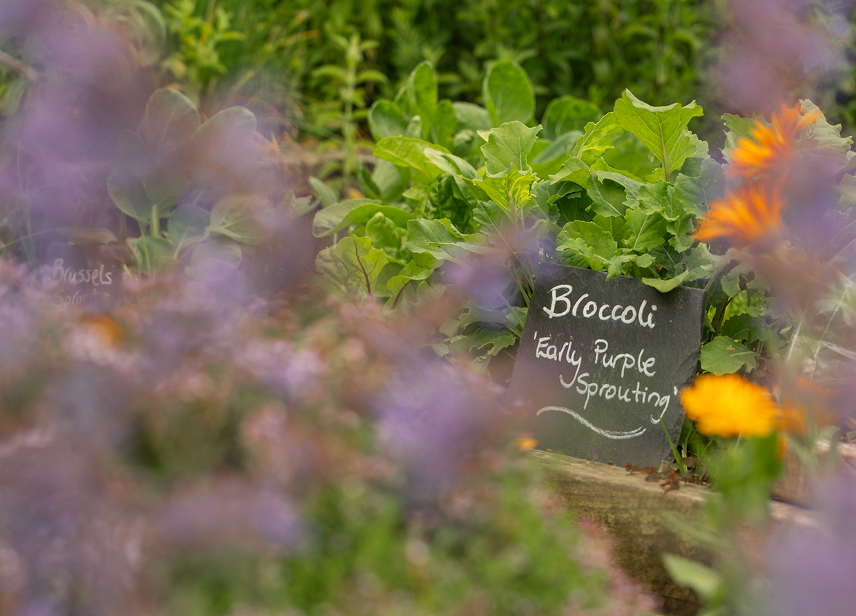 garden-body-area-image-broccoli garden-body-area-image-broccoli